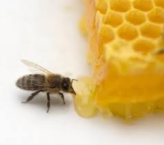 Mật ong ăn cùng cơm có thể làm bạn bị đau dạ dày.