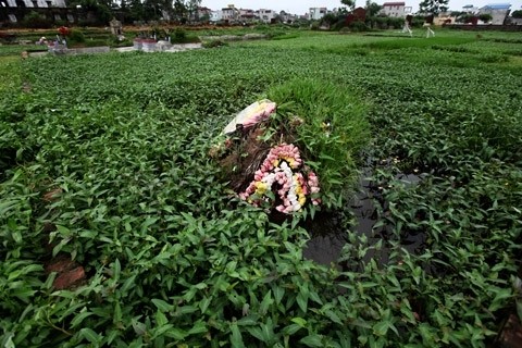 Rau muống mọc quanh một ngôi mộ mới chôn tại một khu nghĩa địa thuộc xã Vĩnh Quỳnh (Thanh Trì, Hà Nội).