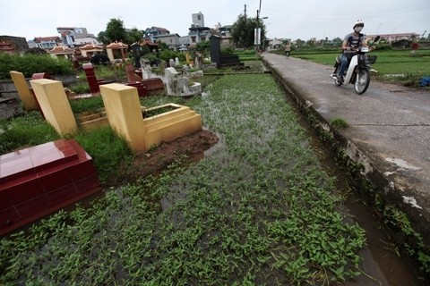 Ruộng rau muống mới được thu hoạch cũng là khu nghĩa địa thuộc xã Vĩnh Quỳnh