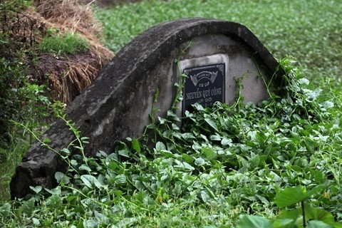 Nóc một ngôi mộ cũ được tận dụng trồng rau mồng tơi.