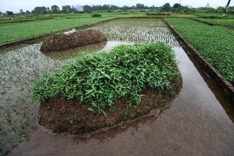 Một số người dân Vĩnh Quỳnh vẫn ăn loại rau trồng trên các khu nghĩa địa của làng.
