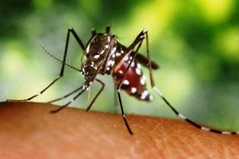 Cách phòng bệnh tốt nhất là loại bỏ nơi sinh sản của muỗi, diệt muỗi, bọ gậy (lăng quăng) và phòng chống muỗi đốt.
