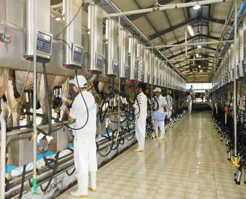 Hệ thống vắt sữa tự động hiện đại được nhập khẩu từ Châu.