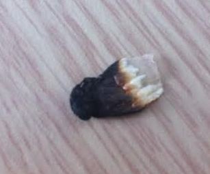 Một mẩu thạch dừa Thanh Bình xoăn lại và bốc mùi khét sau khi bị đốt.