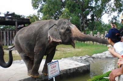 Một con voi ở công viên Đại Nam.