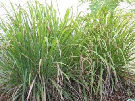 Sả là loại cây thảo sống dai, cao khoảng 1m, mọc thành bụi (tên khoa học là Cymbopogon Citratus (L.) Pers), thuộc họ lúa (Poaceae).