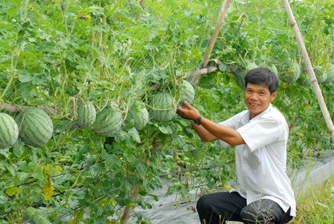 Năm nay là năm đầu tiên nhà vườn ở Tiền Giang đưa ra loại kiểng dưa hấu trong chậu có giá đỡ để phục vụ chưng tết