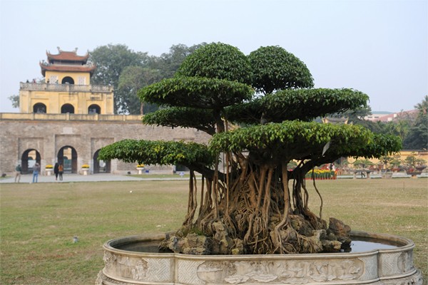 Tại Hoàng thành Thăng Long (Hà Nội), cây sanh của một chủ nhân người Thạch Thất (Hà Nội) này được định giá khoảng 5 tỷ đồng. (Ảnh Quý Đoàn)