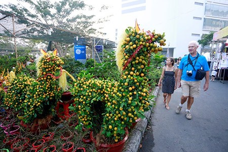 Những chú ngựa này tắc (quất) cao gần 2m này có giá 2,6 triệu đồng/cây được bày bán tại hội hoa xuân Phú Mỹ Hưng.