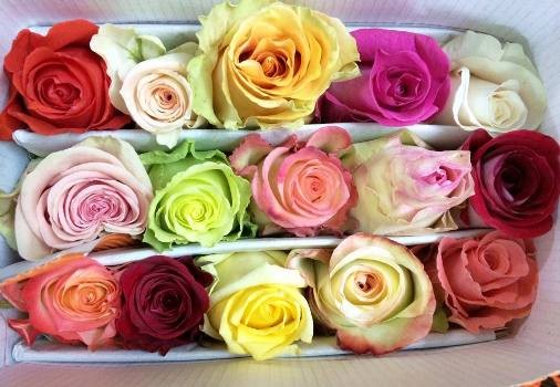Các mẫu hoa hồng Ecuador đang gây sốt trong giới trẻ.