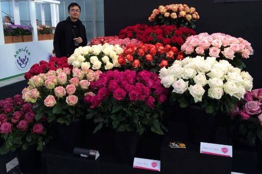 Các mẫu hoa hồng nhập ngoại tại một cửa hàng hoa trên đường Hai Bà Trưng (HN).