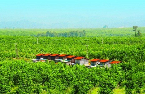 Nông trường cao su bạt ngàn của Hoàng Anh Gia Lai tại Attapeu, Lào.