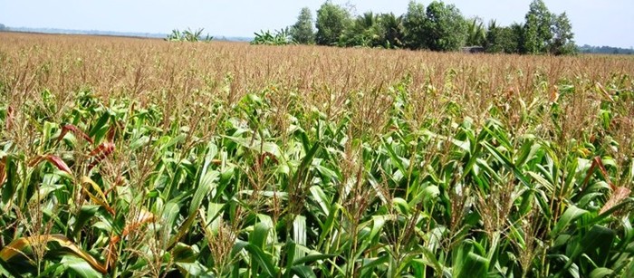 Sau khi trồng thành công mía đường và cao su, ông chủ Tập đoàn HAGL đã quyết định trồng thêm gần 5.000 ha cây bắp tại Campuchia. Nếu dự án trồng bắp được thực hiện thành công thì năm 2014, bầu Đức sẽ có thêm hàng ngàn tỷ đồng.