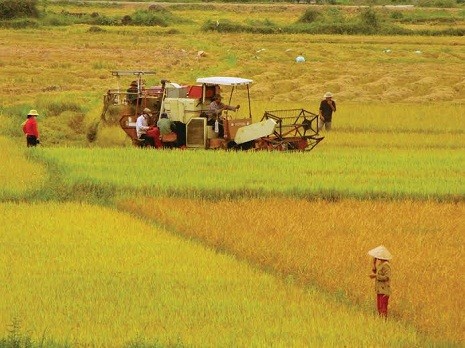 VietinBank đã giải ngân 1.200 tỷ đồng trong Chương trình thu mua lúa gạo tạm trữ vụ Hè Thu 2013