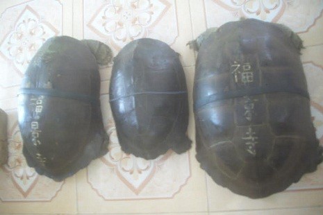 Ba con rùa quý của chùa đang còn sống.