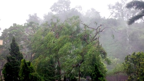 Tại TP Móng Cái gió đã mạnh dần lên cấp 8, giật cấp 9-10 gây đổ gẫy cây cối.