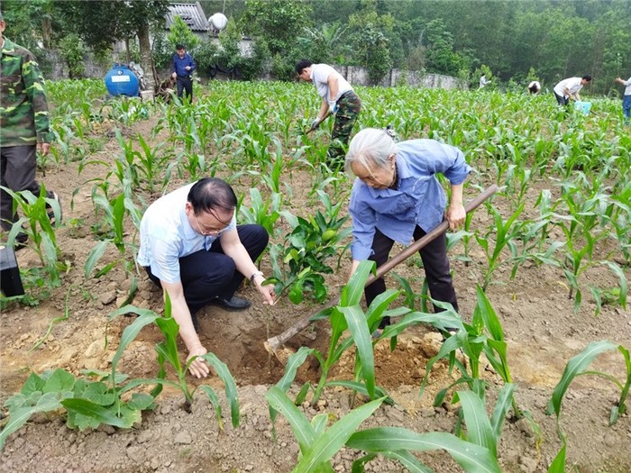 Hội Nông dân thành phố Hạ Long hỗ trợ cây giống và giúp nhiều hộ gia đình thực hiện mô hình vườn mẫu (Ảnh: CTV)