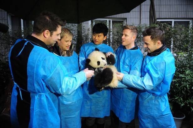 Nhóm nhạc Westlife đến thăm khu nuôi dưỡng gấu trúc trong một tour diễn chia tay của nhóm nhạc này ở Trung Quốc