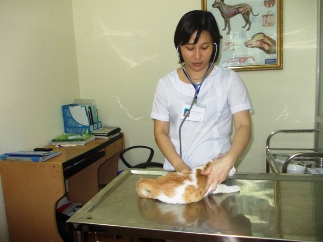 Bác sĩ Nguyễn Thị Huyền đang khám bệnh cho động vật