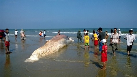 xác cá voi trôi dạt vào biển Tĩnh Gia Thanh Hóa vào trưa ngày 1/11