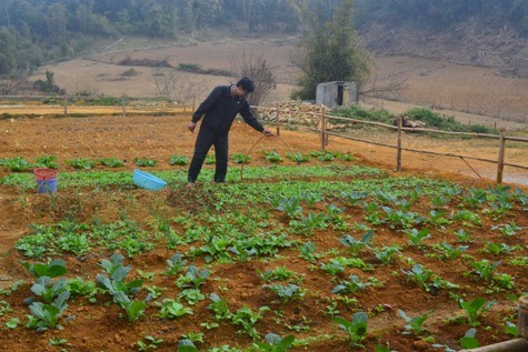 Sau mỗi giờ dạy, nhiều thầy cô giáo còn phải trồng rau,nuôi lợn để cải thiện bữa ăn