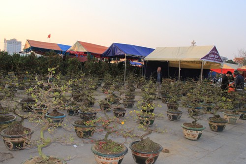 Hàng trăm gốc mai được bày bán tại quảng trường Lam Sơn