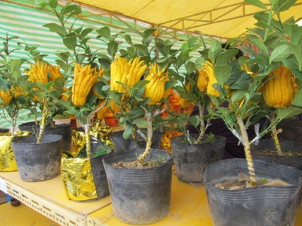 Các loại cây cảnh ( cây phật thủ) được trưng bày tại hội chợ xuân