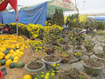Nhiều loại cây cảnh, hoa quả được chủ hàng rao bán tại hội chợ xuân