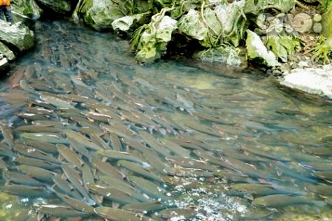 Đến Cẩm Lương, du khách được chiêm ngưỡng hàng nghìn con cá bơi lượn dưới suối