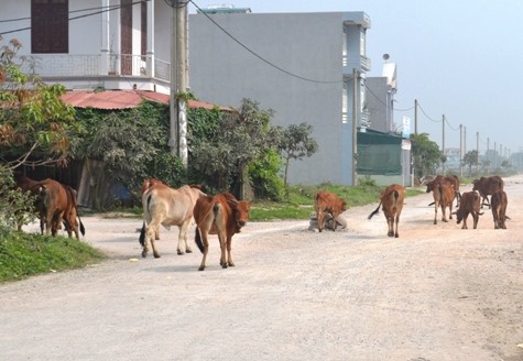 Khu Đô thị và Công nghiệp trở thành nơi chăn thả bò của một số hộ dân