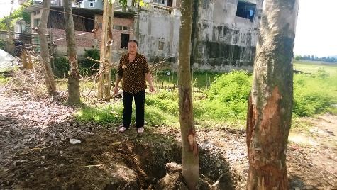Nhiều gốc cây bị ông Hà Văn Phát chặt đẽo nham nhở