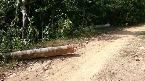 Thân gỗ bị đốn hạ được vứt ven đường (ảnh: PT)