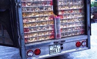 Phương tiện chở 15 nghìn con gà giống không rõ nguồn gốc vừa bị bắt giữ (ảnh: Phạm Hoạch)