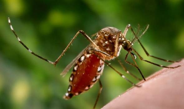 Sốt xuất huyết là bệnh phổ biến ở Việt Nam, trong đó muỗi Aedes aegypti là tác nhân truyền bệnh chính (ảnh: eliminatedengue.com)