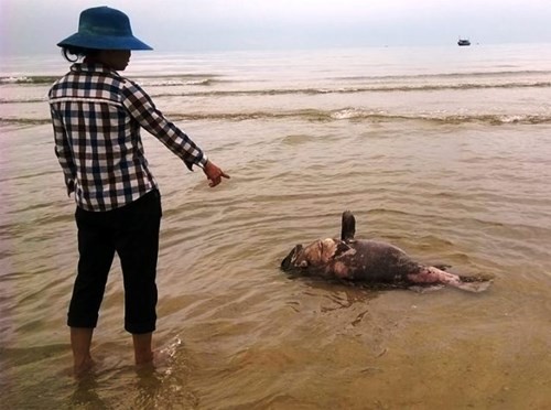 Con cá nặng khoảng 30 kg chết trôi dạt vào bờ biển xã Cảnh Dương, huyện Quảng Trạch. (Ảnh. Huy Hoàng)