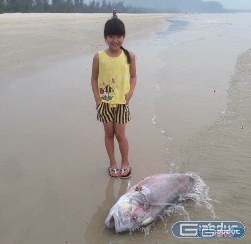 Một con cá Vẩu khoảng 35kg chết trôi dạt vào bờ tại thôn Bình An, xã Lộc Vĩnh hôm 18/4. Ảnh: Bảo Sương.
