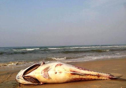Cá chết dọc bãi biển Miền trung (ảnh của Báo Tiền phong).