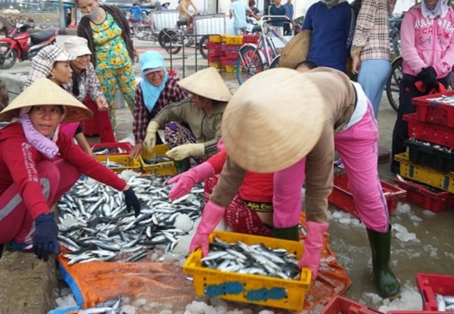 Tất cả hải sản tầng nổi 4 tỉnh miền Trung đều đảm bảo an toàn (ảnh: Viettimes.net.vn).