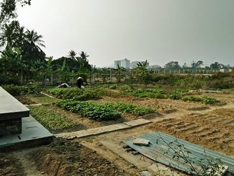 Quỹ đất tại Trung tâm Triển lãm – Hội chợ - Quảng cáo được tận dụng để trồng rau (ảnh: Thụy Miên).