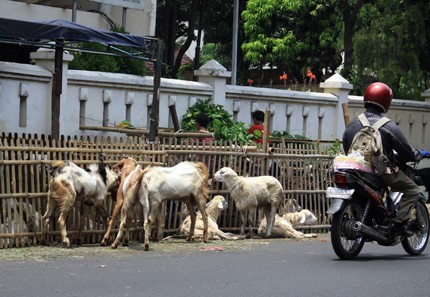 Dê được buộc khắp vệ phố, xen lẫn là những con cừu.