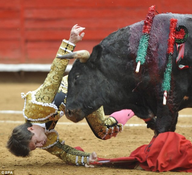 Đôi lúc, chính các võ sĩ đấu bò (matador) hoặc các khán giả hiếu kỳ lại trở thành nạn nhân, có người bị húc thủng bụng và thậm chí mất mạng.