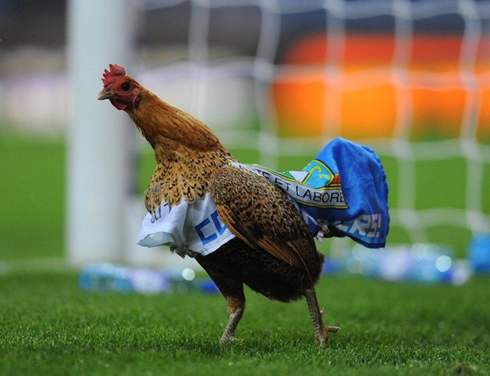 Cô nàng gà mái mơ này được chủ nhân của mình, một CĐV Blackburn Rovers, khoác cho một chiếc khăn.