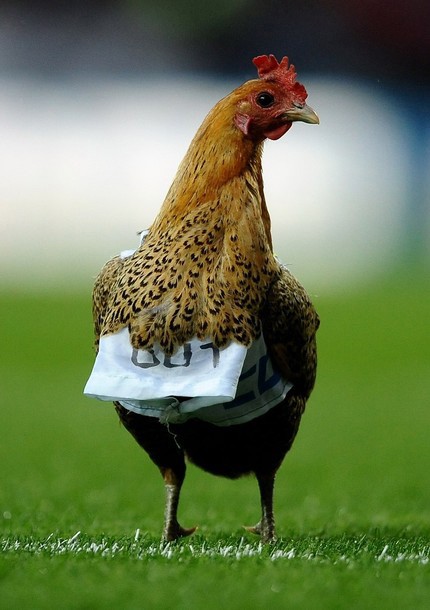 Có thể nhìn thấy rõ chữ “OUT” trên ngực gà. Thông qua con gà này, chủ nhân của nó muốn truyền thông điệp yêu cầu nhà Venkey, chủ sở hữu đội bóng phải ra đi.