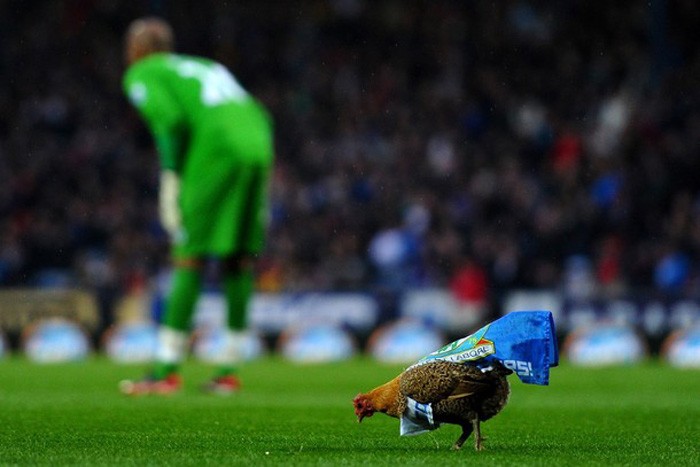 Gà tha thẩn tìm thức ăn phía sau cầu môn của đội Wigan, nơi thủ thành Ali Al Habsi đứng trấn giữ.