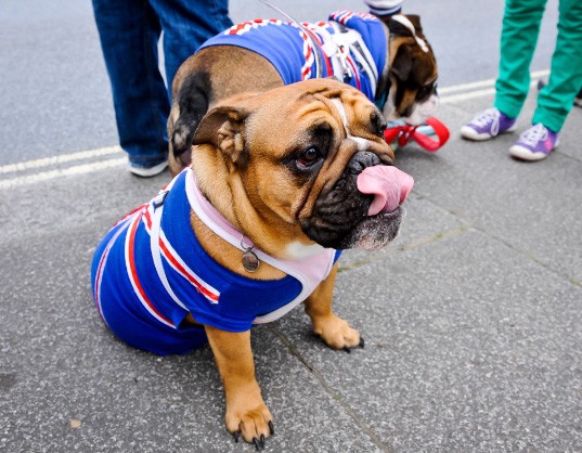 Những chú chó Bulldog cũng hào hứng với màn rước đuốc trên phố.