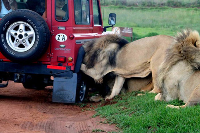 Chỉ có ở châu Phi: hai vợ chồng sư tử rủ nhau tấn công chiếc xe hơi. (Xem clip: Suýt nát xương vì linh dương châu Phi)