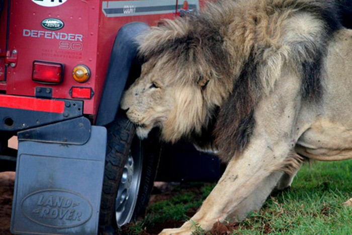 Chỉ có ở châu Phi: hai vợ chồng sư tử rủ nhau tấn công chiếc xe hơi.(Xem clip: Suýt nát xương vì linh dương châu Phi)