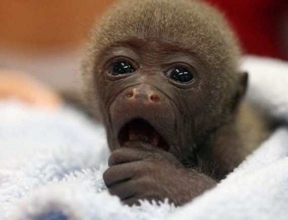 Chú khỉ con xinh xắn mới ra đời