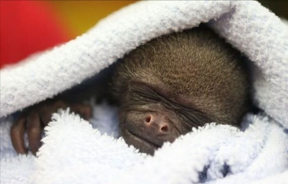Sau khi được uống sữa, khỉ con say ngủ như một đứa trẻ sơ sinh bé bỏng