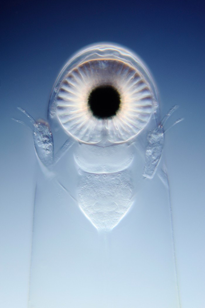 Anh Wim van Egmond đến từ bảo tàng Metropolitan, Rotterdam, Hà Lan chụp ảnh con mắt của một cá thể vi sinh vật sống.